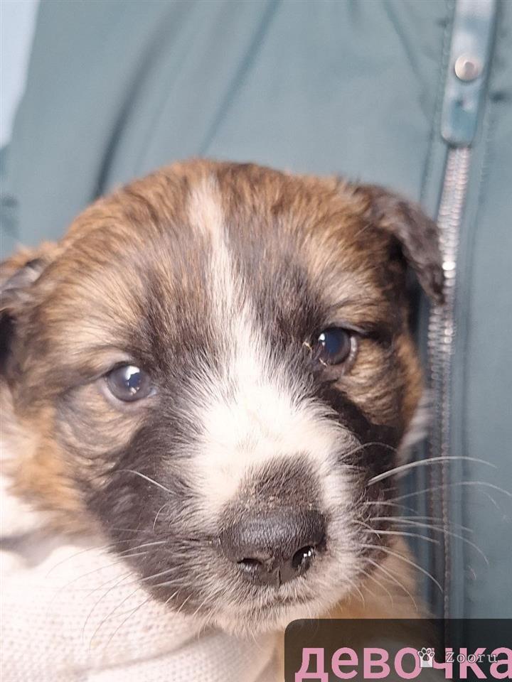 Маленькие пушистые комочки