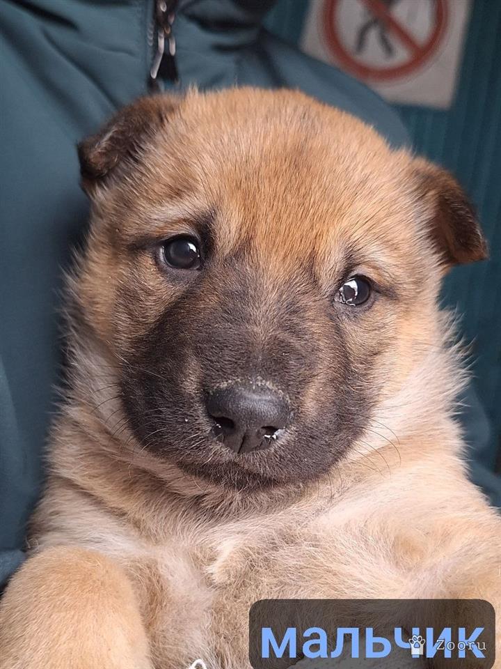 Маленькие пушистые комочки