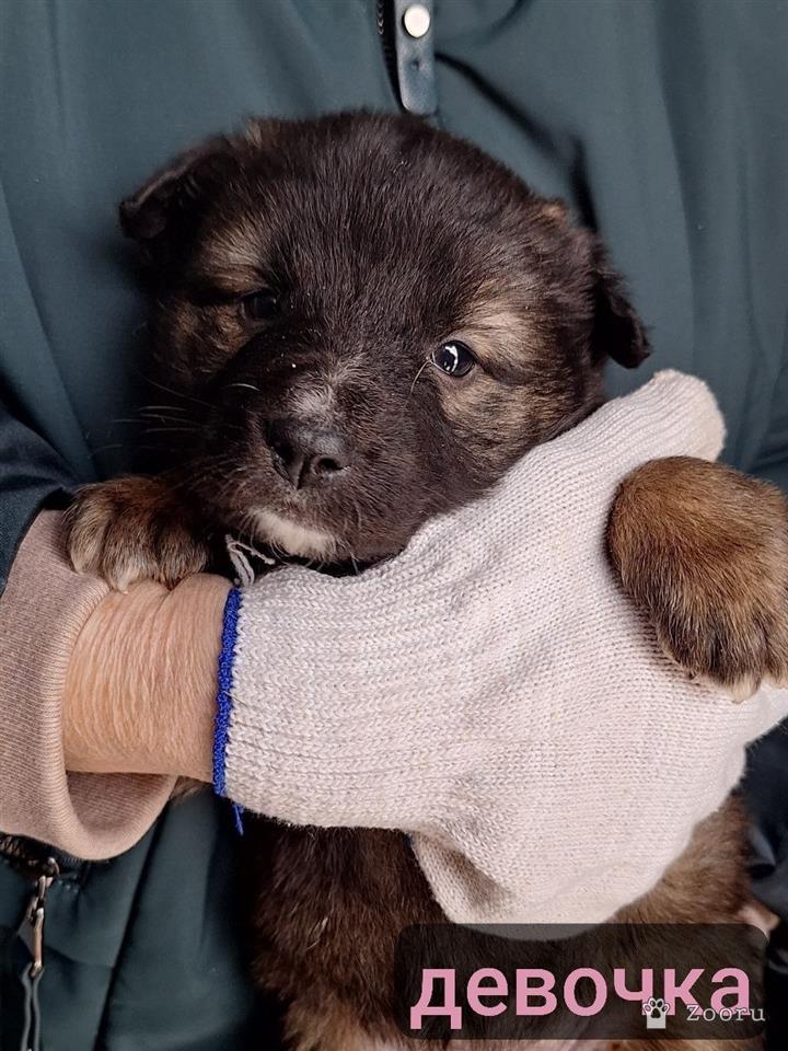 Маленькие пушистые комочки