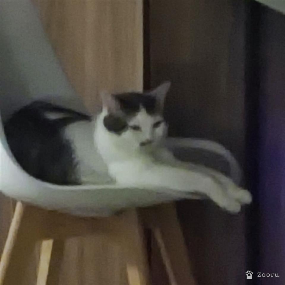 Мявка