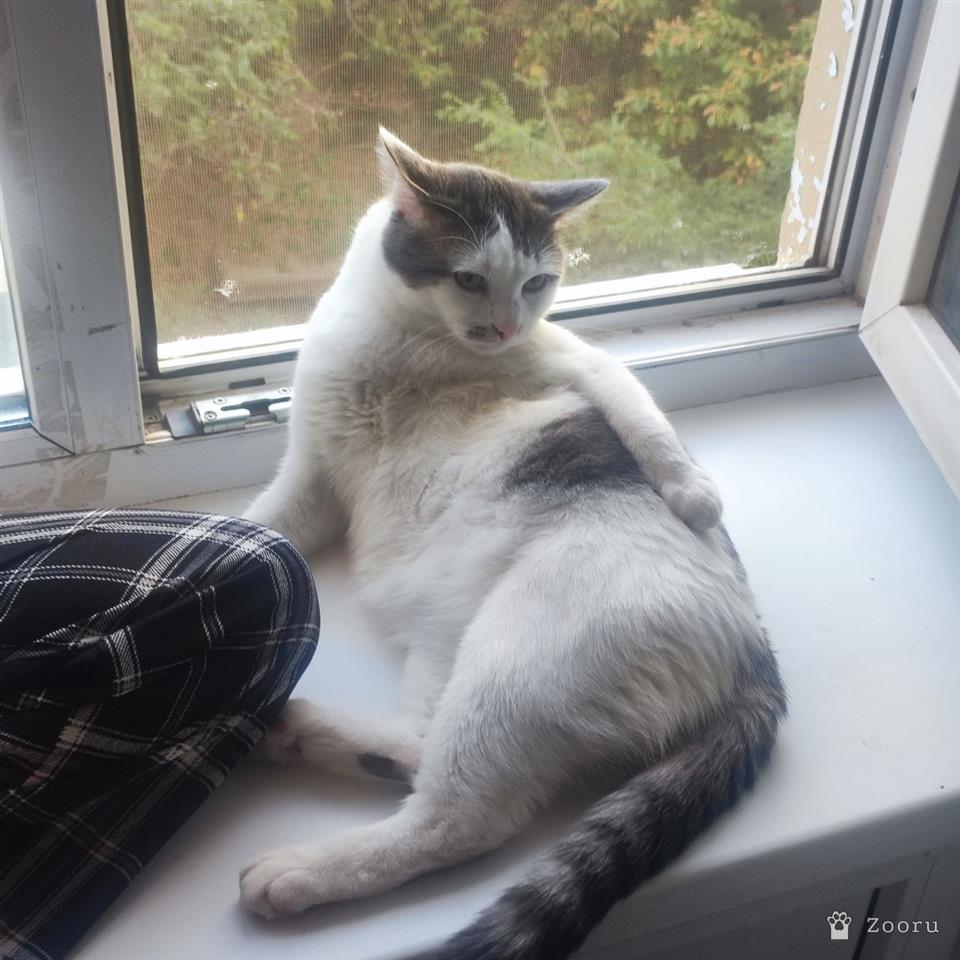 Мявка