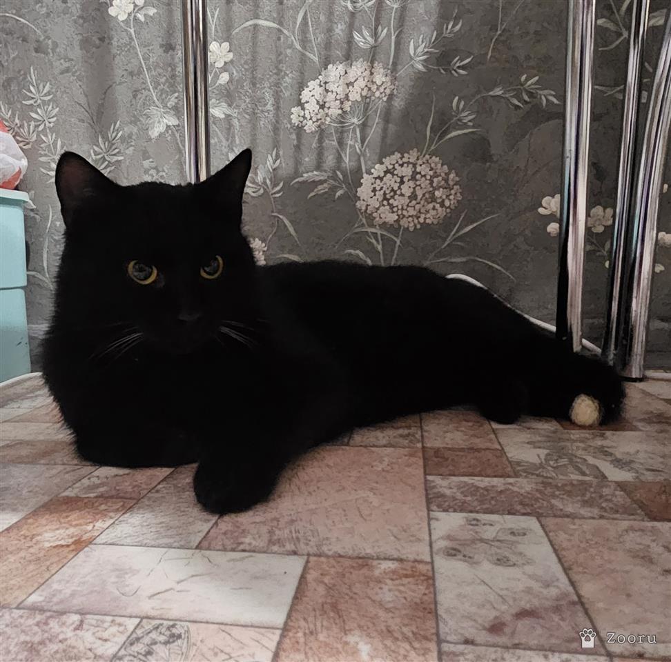 ЗАБОТЛИВЫЙ КОТОРОДИТЕЛЬ ,МЫ ТЕБЯ ИЩЕМ‼️‼️