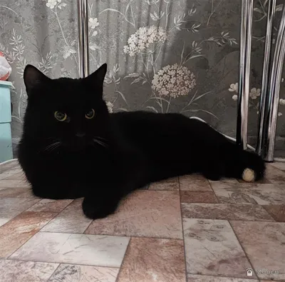 ЗАБОТЛИВЫЙ КОТОРОДИТЕЛЬ ,МЫ ТЕБЯ ИЩЕМ‼️‼️