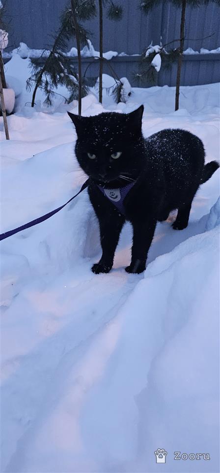 ЗАБОТЛИВЫЙ КОТОРОДИТЕЛЬ ,МЫ ТЕБЯ ИЩЕМ‼️‼️