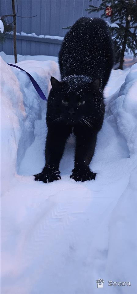 ЗАБОТЛИВЫЙ КОТОРОДИТЕЛЬ ,МЫ ТЕБЯ ИЩЕМ‼️‼️