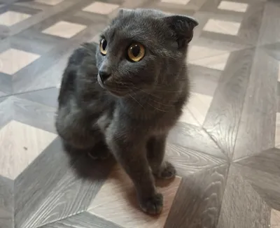 Боня