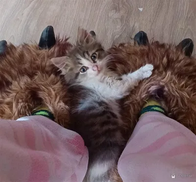 Отдам в хорошие руки котенка