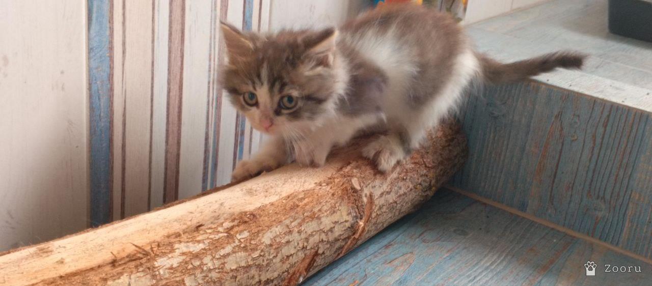 Отдам в хорошие руки котенка