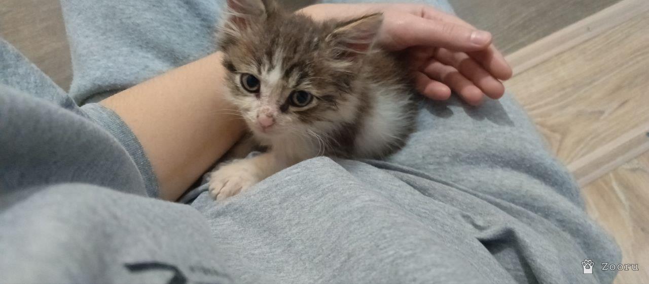 Отдам в хорошие руки котенка