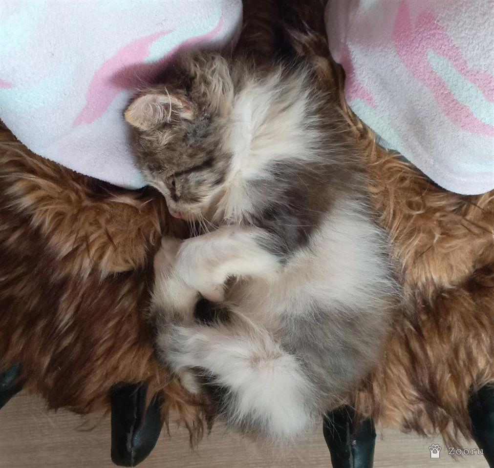 Отдам в хорошие руки котенка