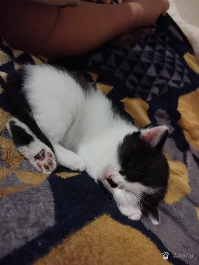 Отдам в добрые руки