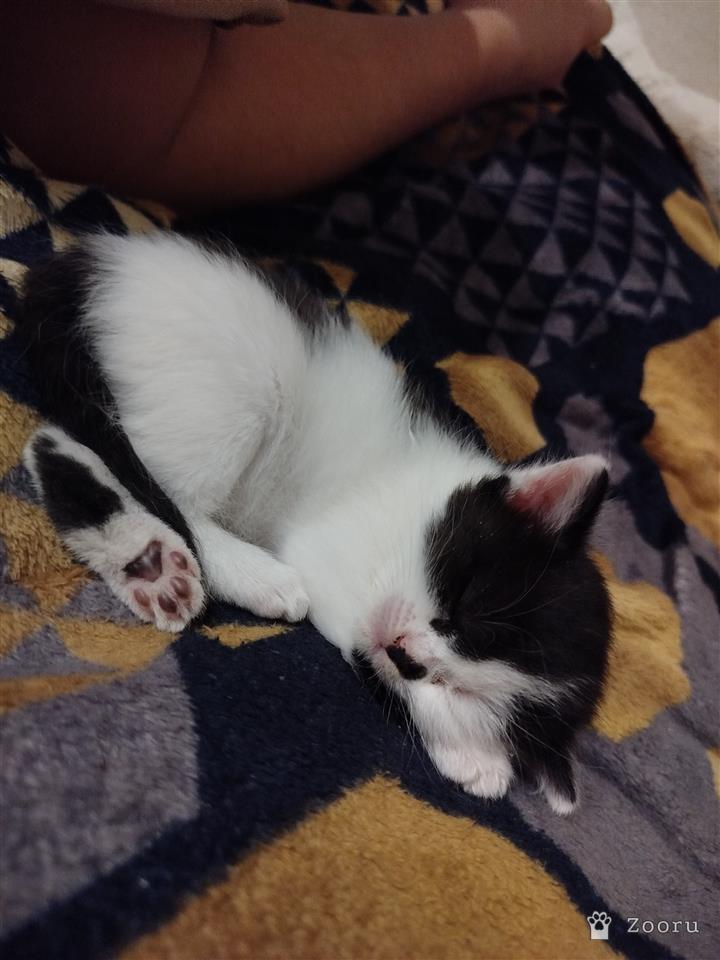 Отдам в добрые руки