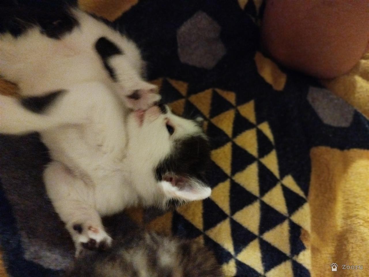 Отдам в добрые руки