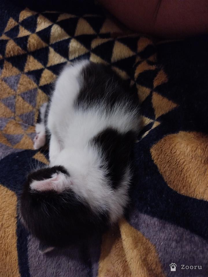 Отдам в добрые руки