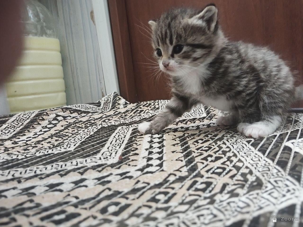 Отдам в добрые руки