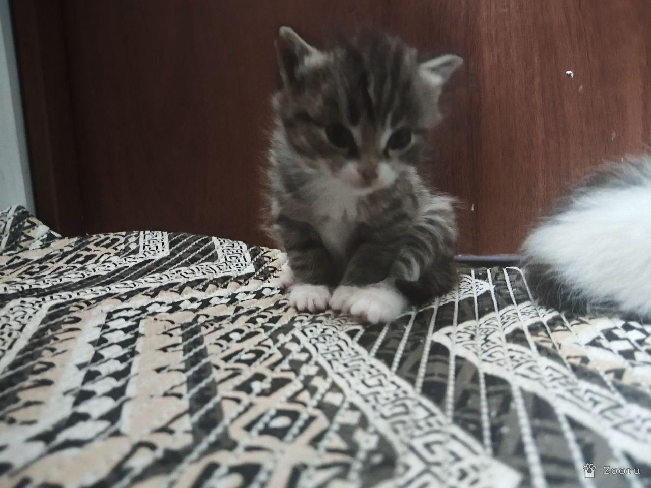 Отдам в добрые руки