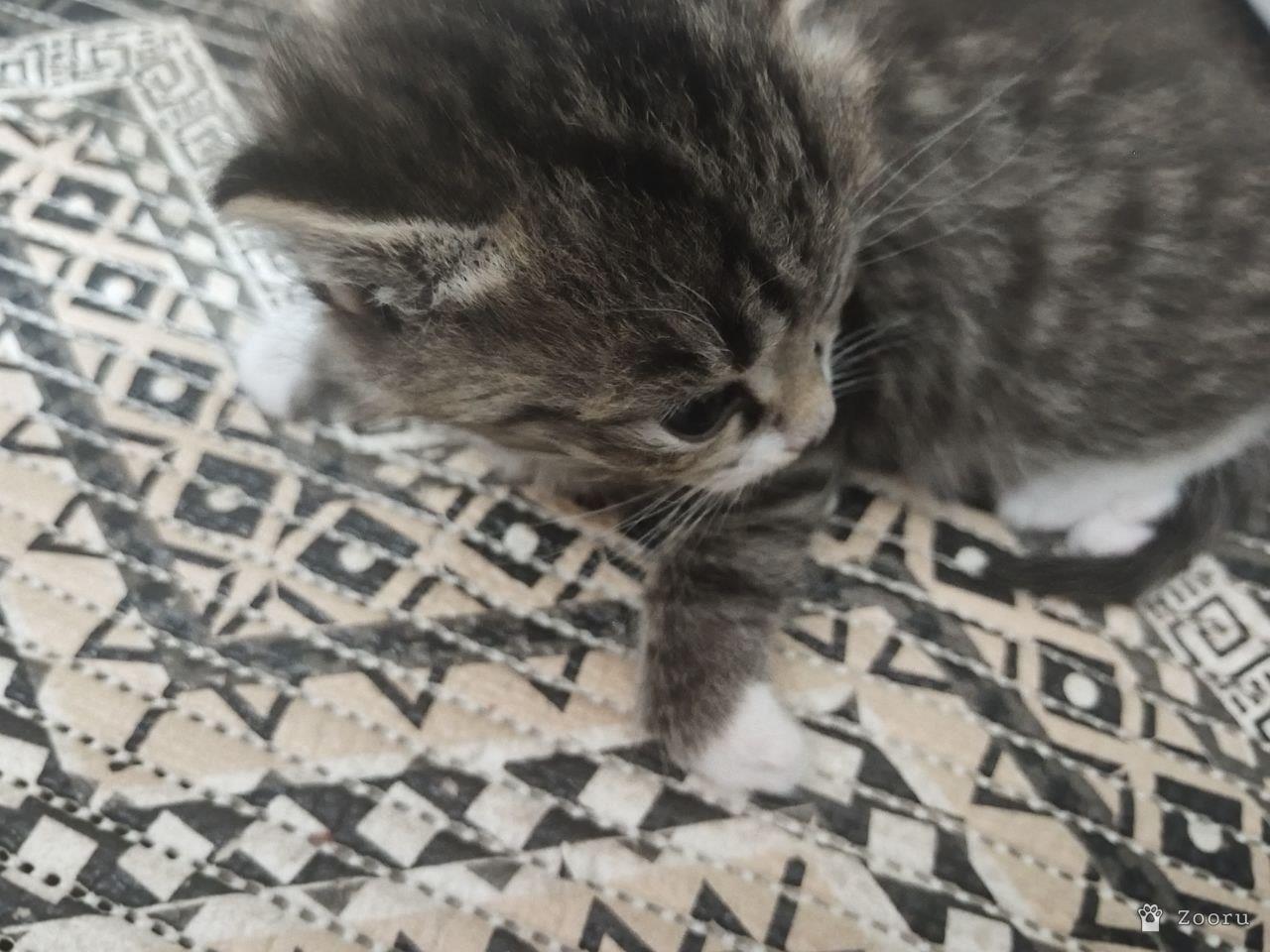 Отдам в добрые руки