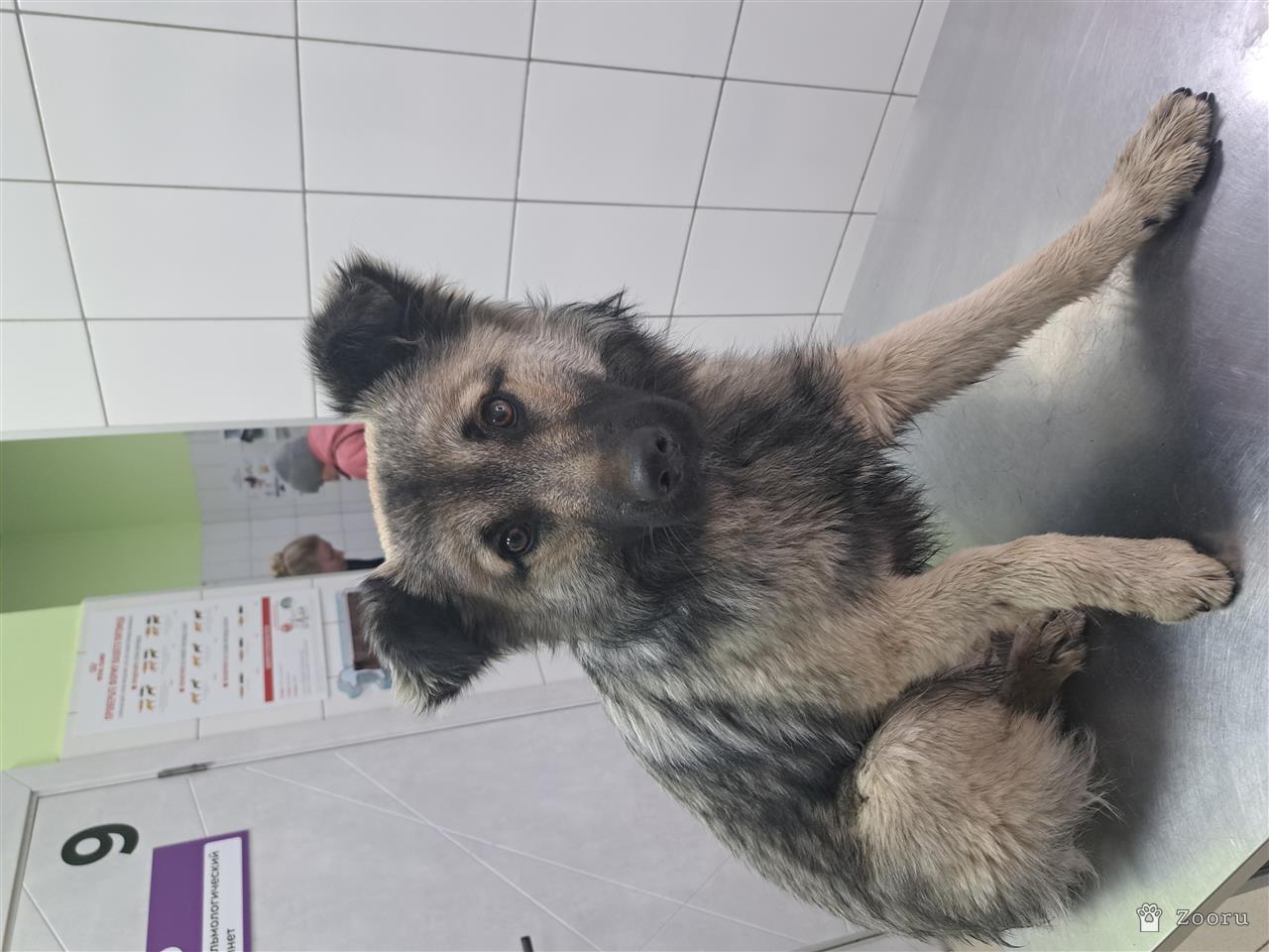 Нашлась собака (пока зову Пират)