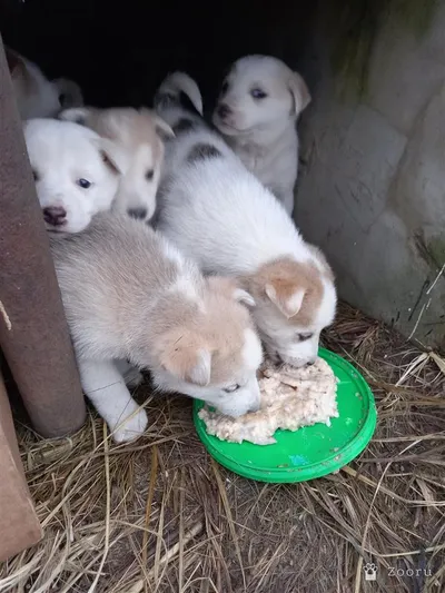 ЩЕНКИ В ДОБРЫЕ РУКИ 