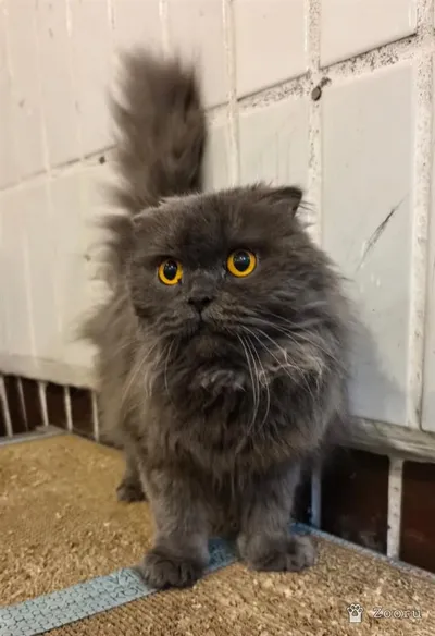 Сима