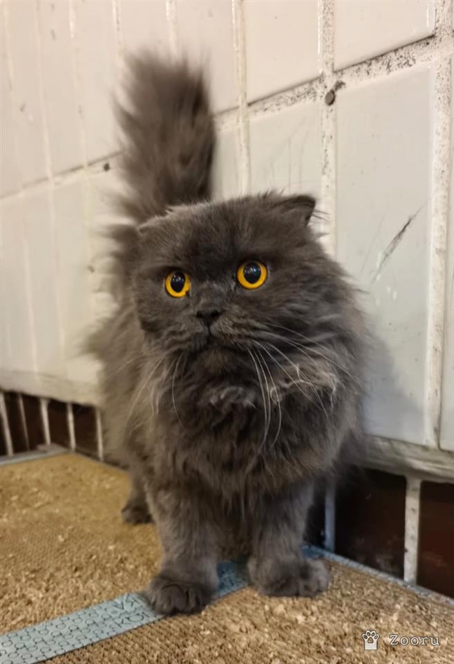 Сима