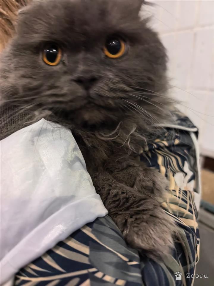 Сима