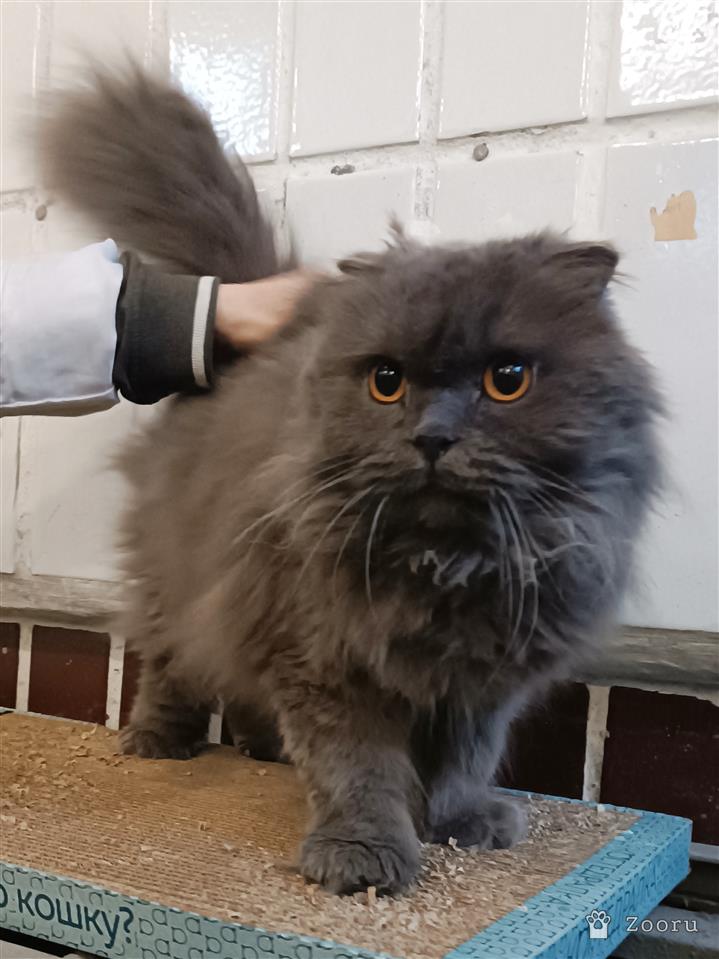 Сима