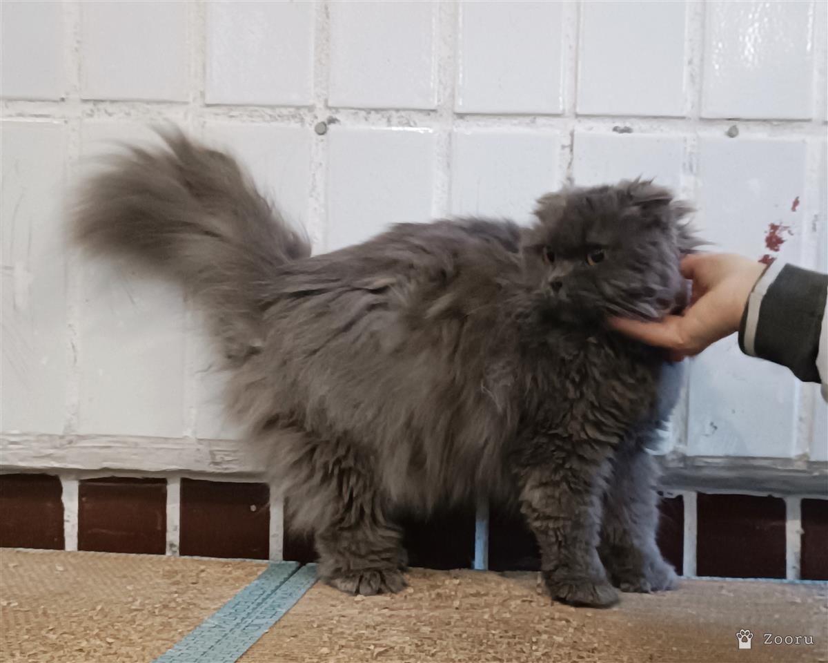 Сима