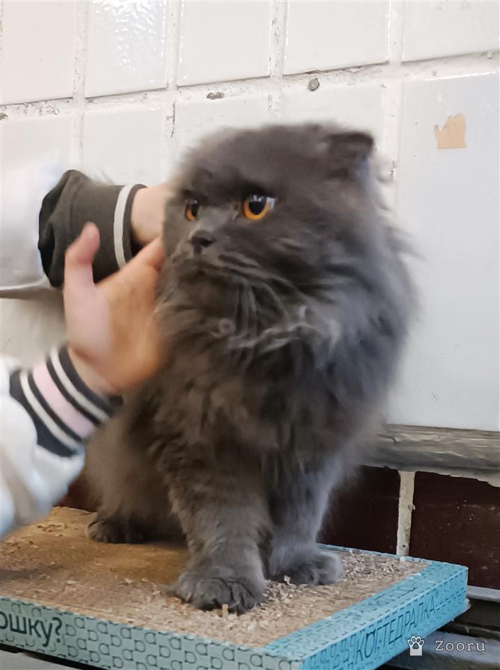 Сима