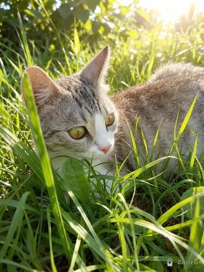 Нюша
