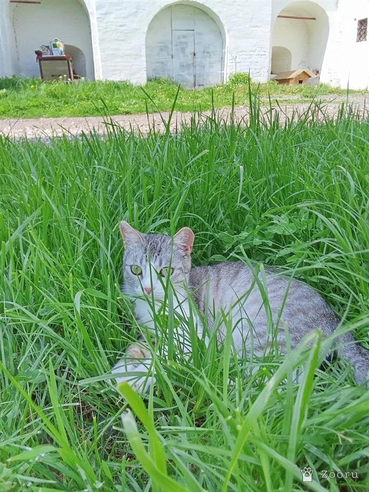 Нюша