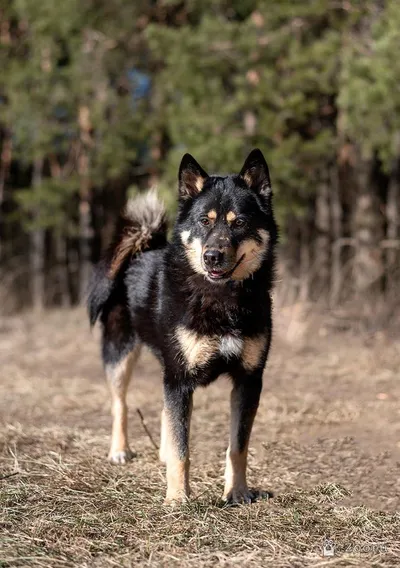Собаки в добрые руки