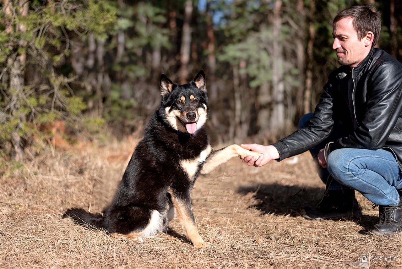 Собаки в добрые руки