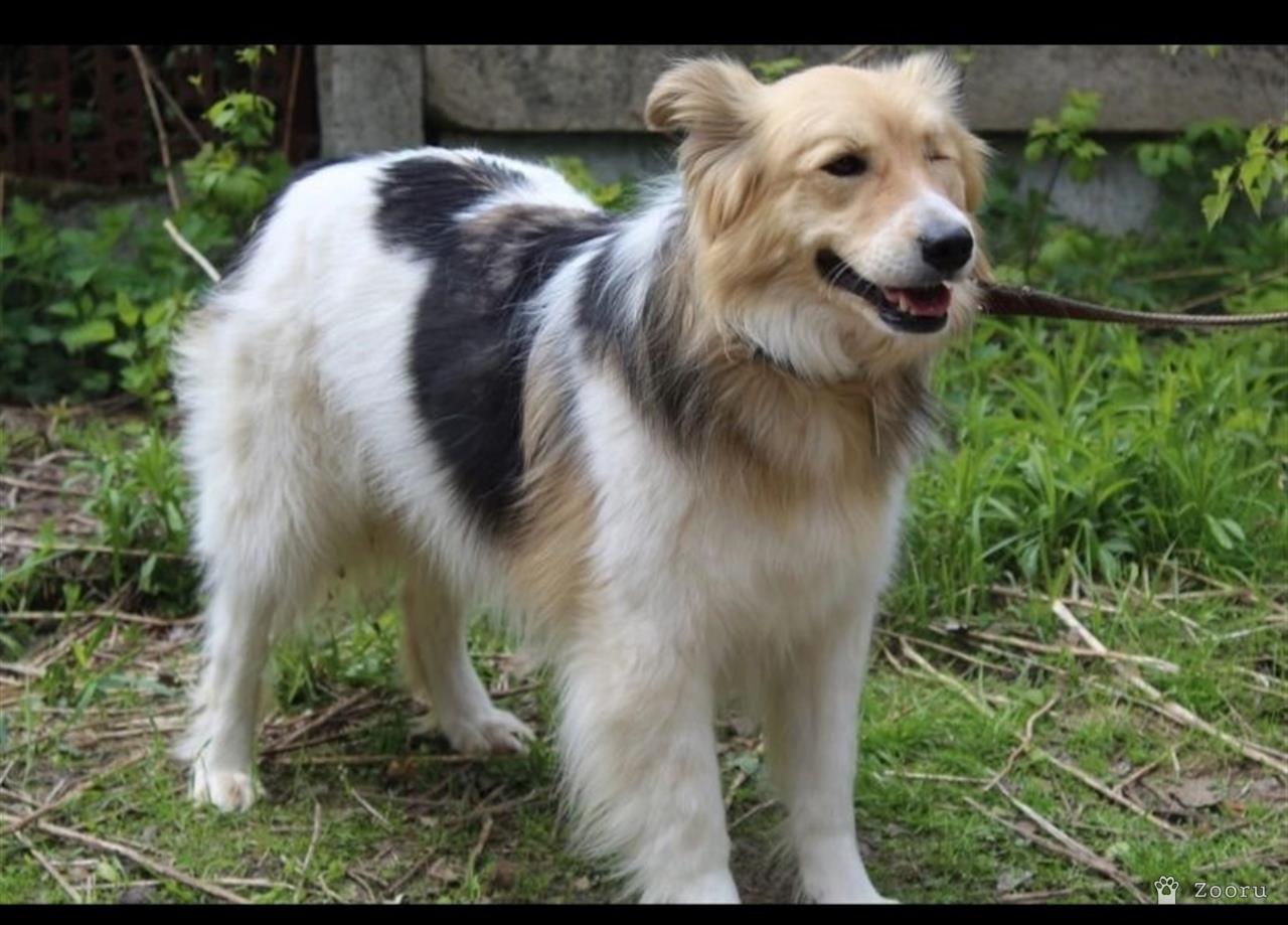 Собаки в добрые руки