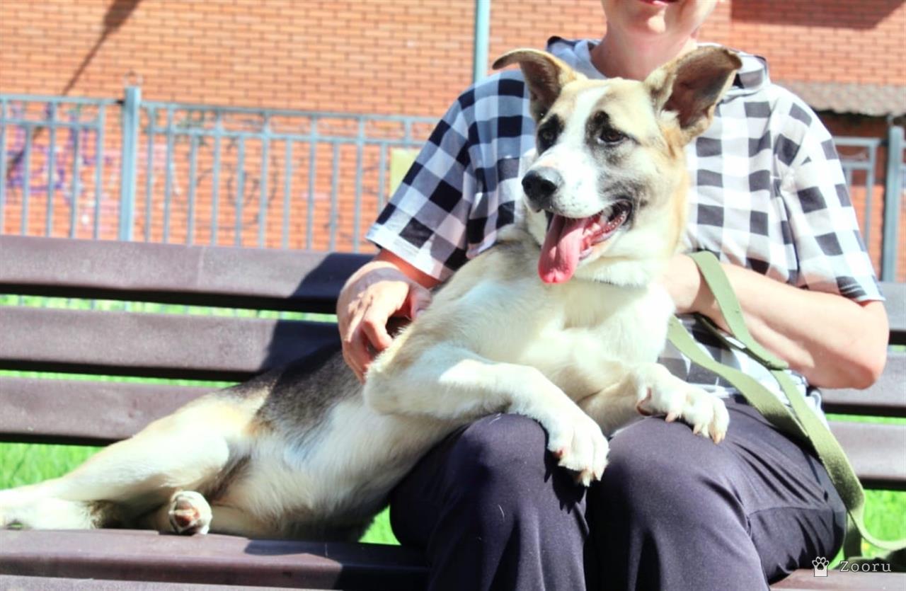 Собаки в добрые руки