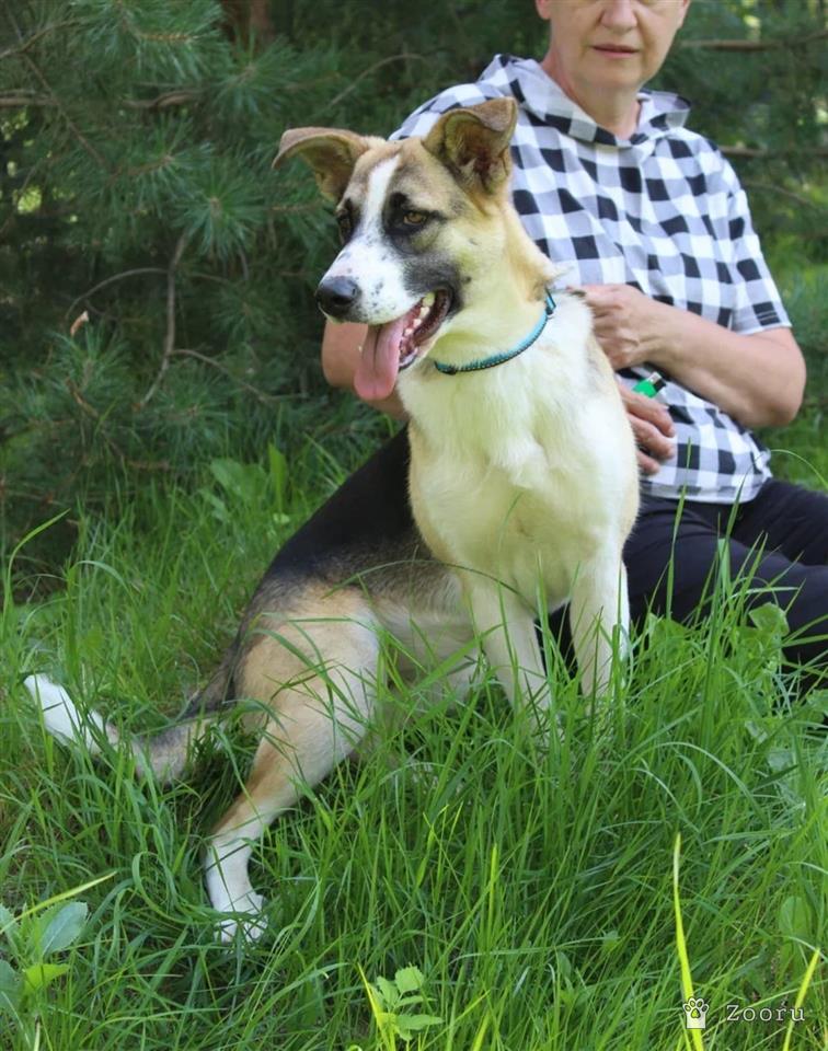 Собаки в добрые руки