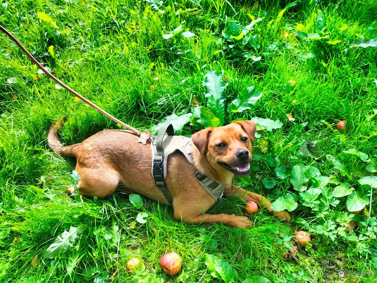 Собаки в добрые руки