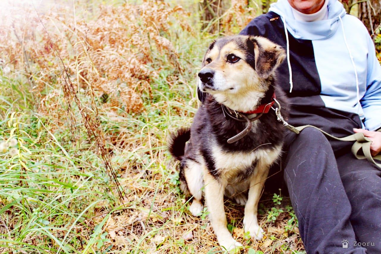Собаки в добрые руки
