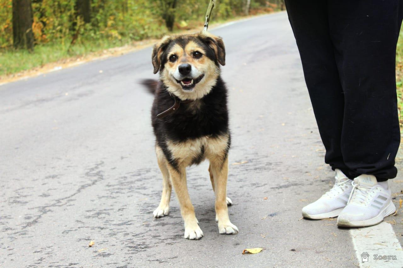 Собаки в добрые руки