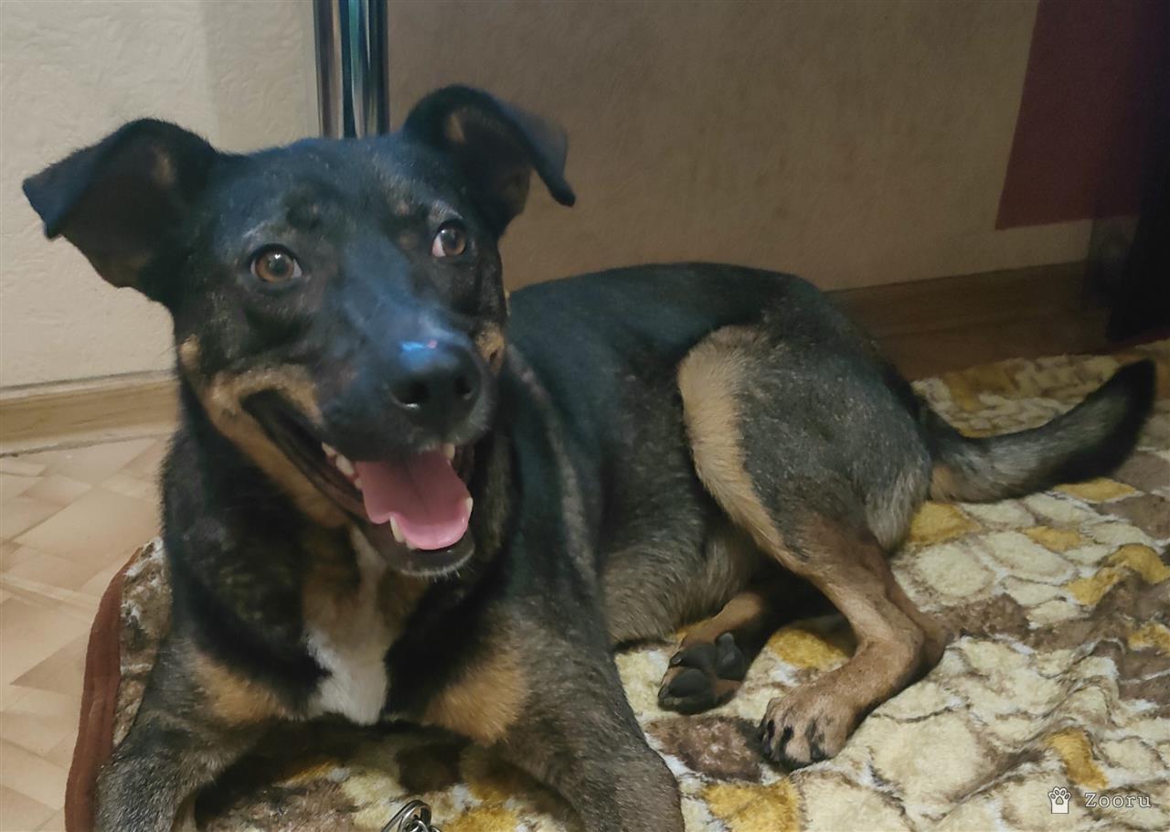 Нашлась собака 