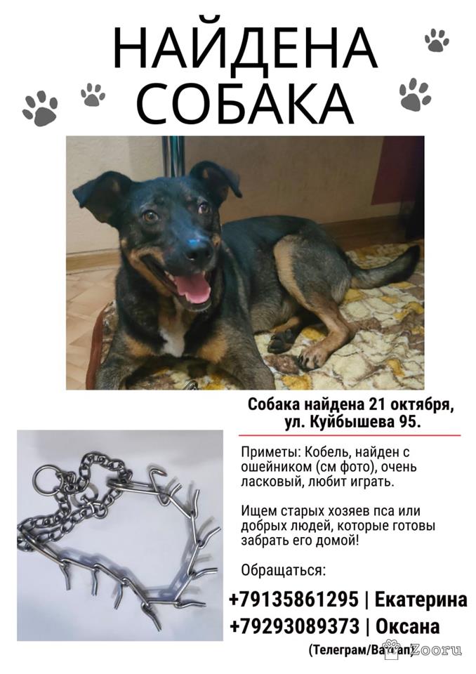 Нашлась собака 