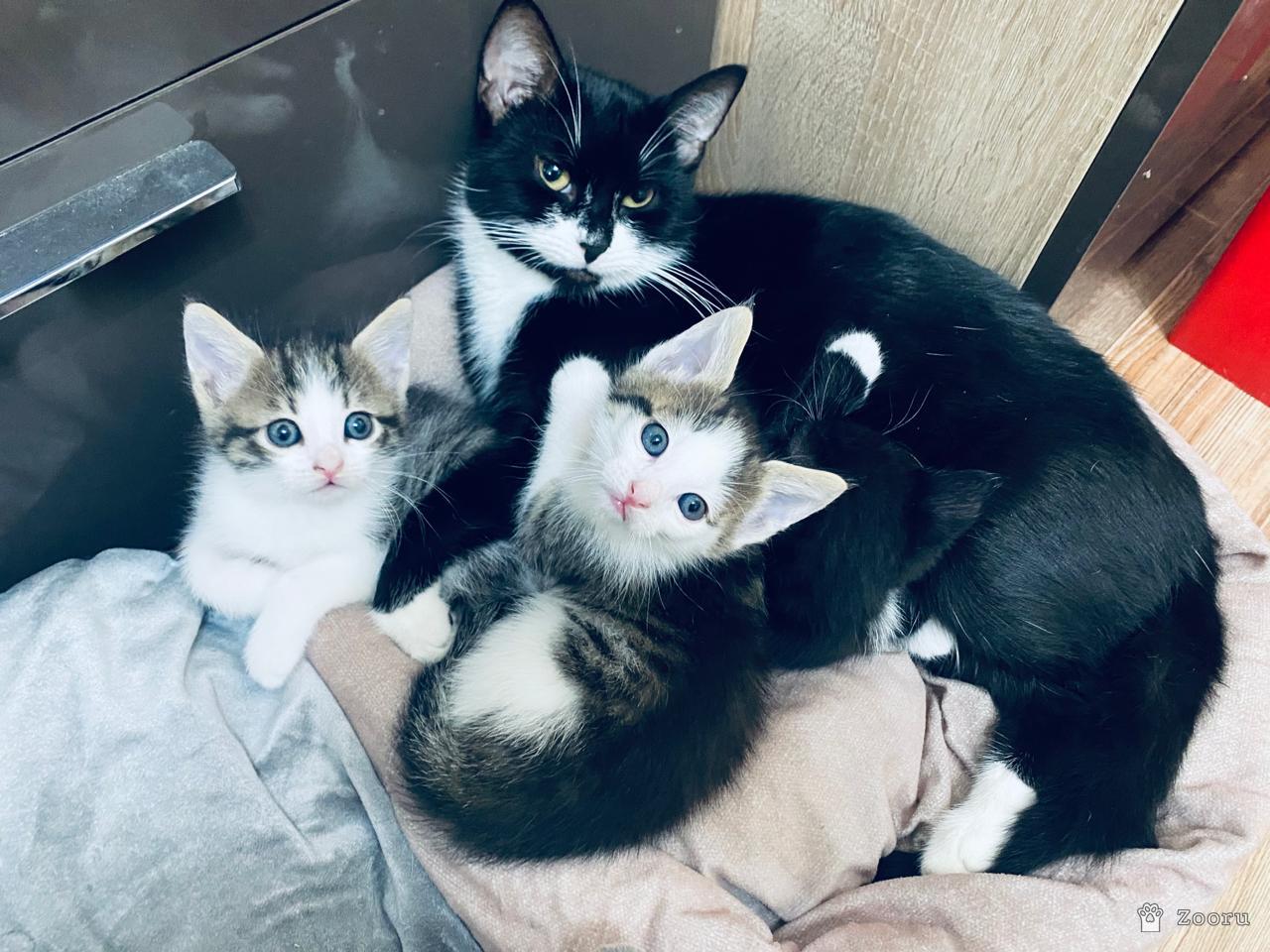 Коты и кошечки