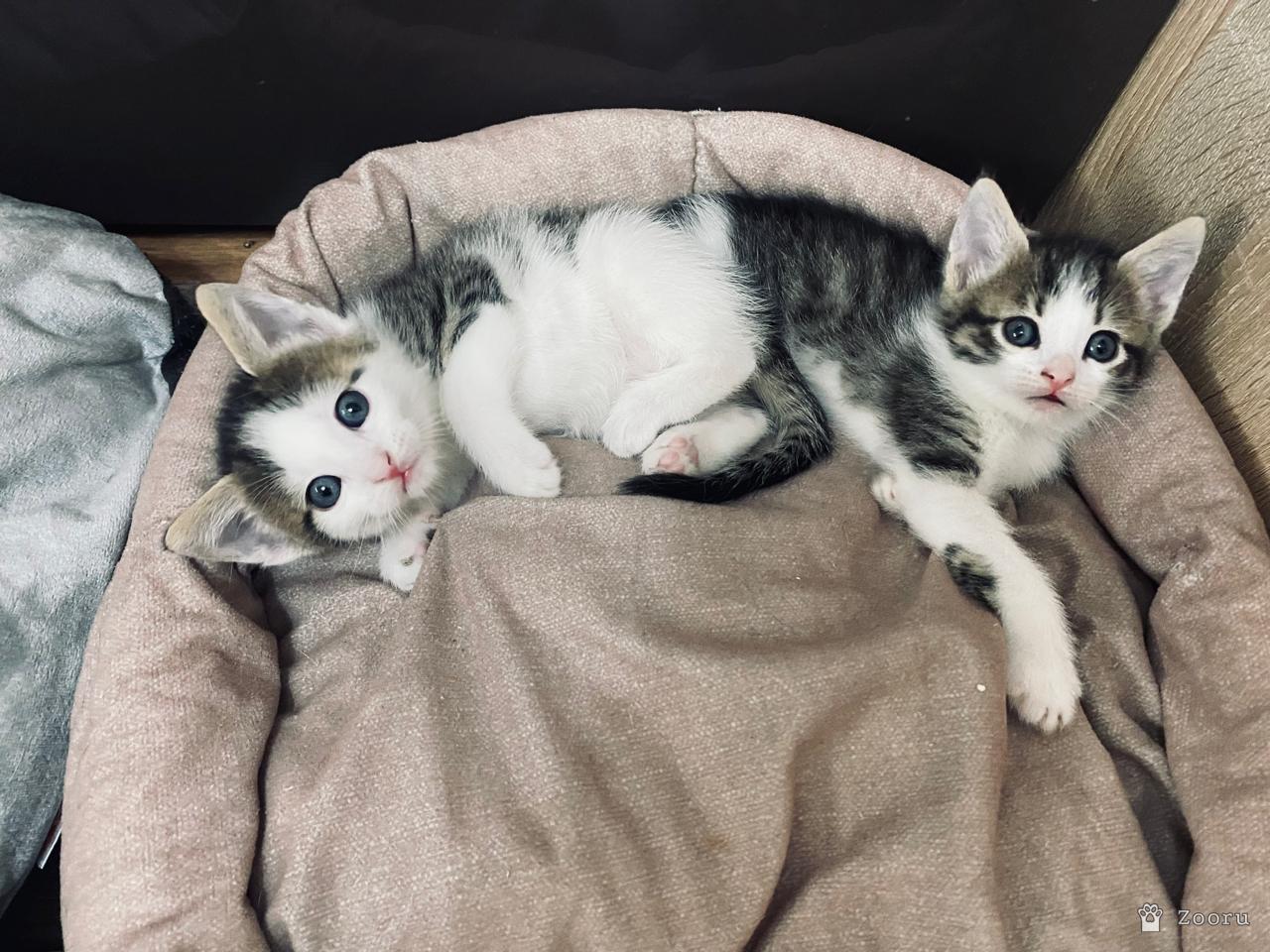 Коты и кошечки