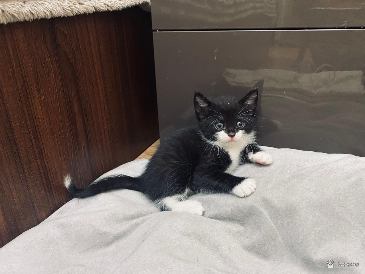 Коты и кошечки