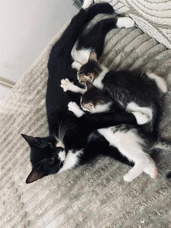 Коты и кошечки