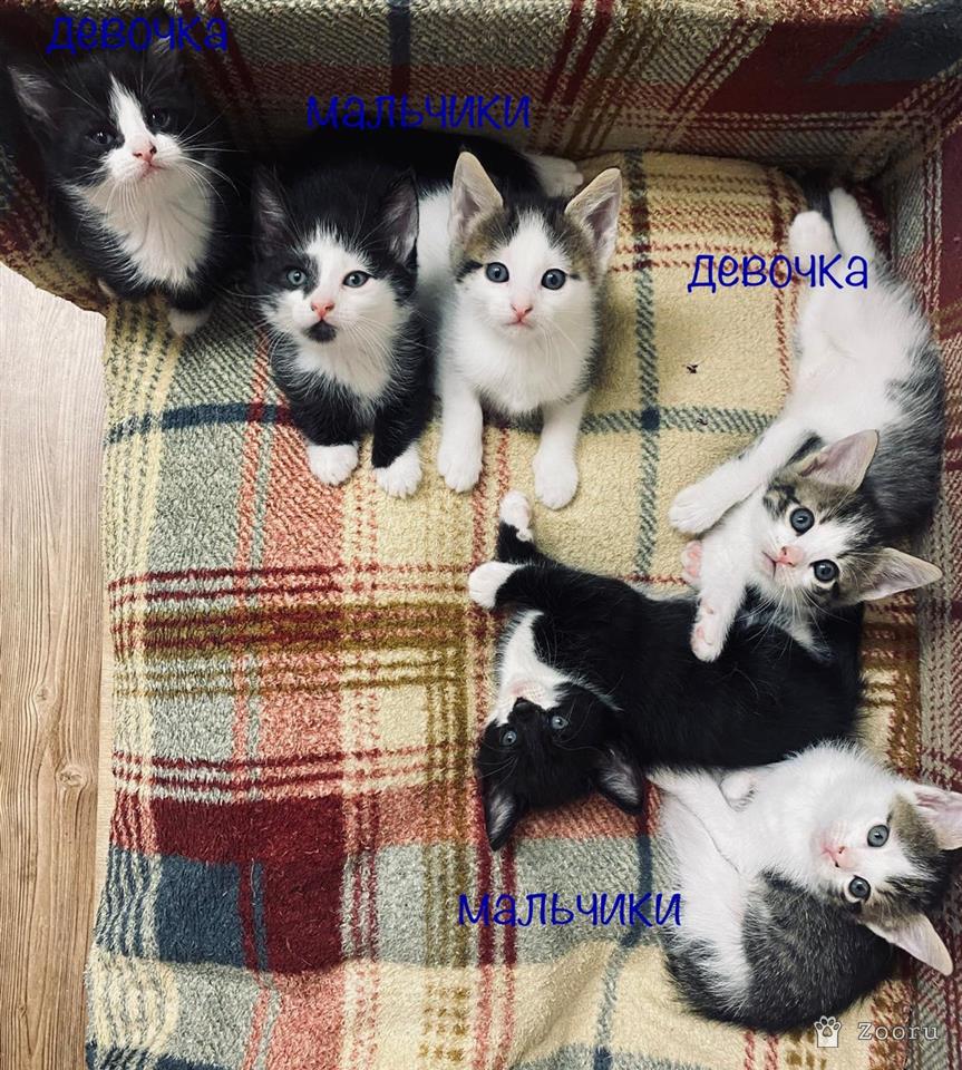 Коты и кошечки