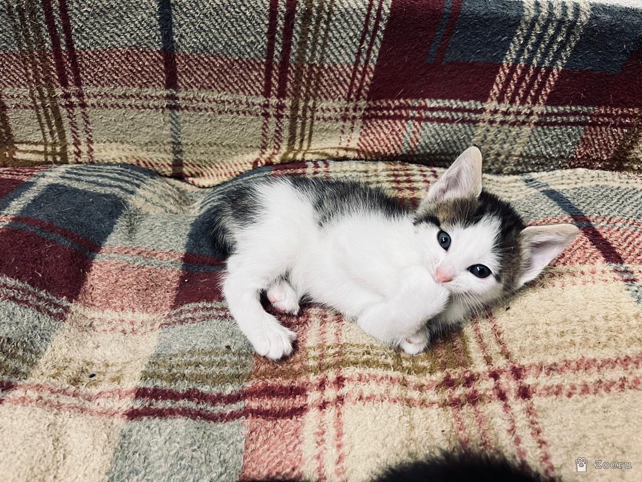 Коты и кошечки