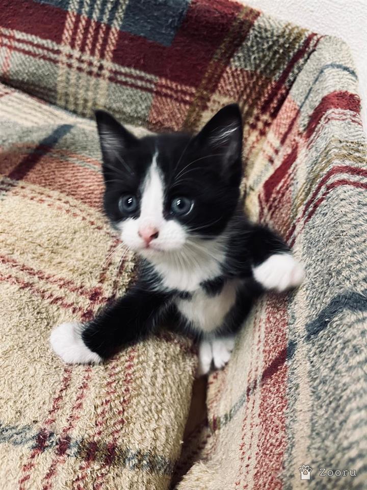 Коты и кошечки