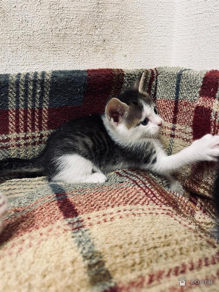 Коты и кошечки