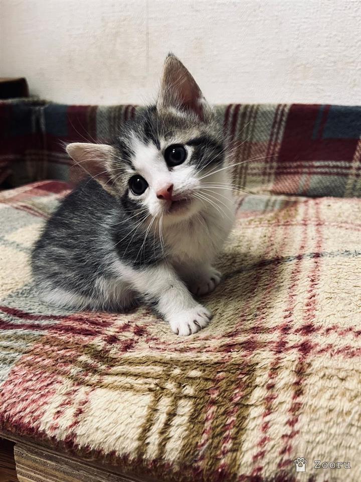 Коты и кошечки